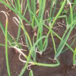 लाल कांद्याचा वांदा!