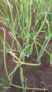 लाल कांद्याचा वांदा!