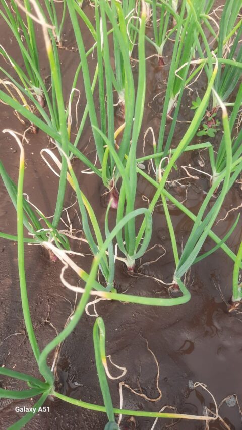 लाल कांद्याचा वांदा!